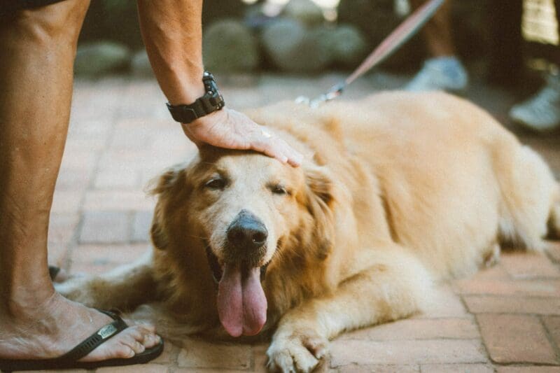 Security Cameras for Dogs: Top Picks for Pet Owners